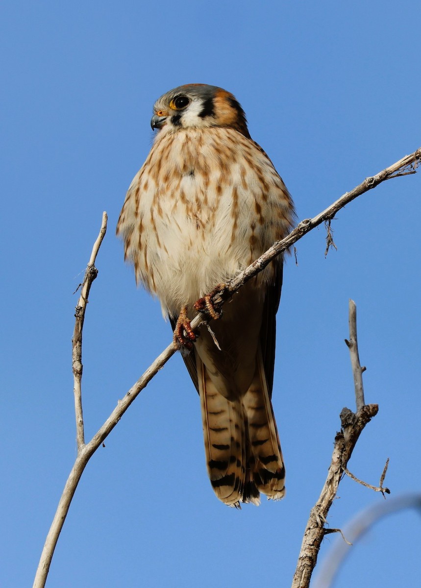 American Kestrel - ML646675549