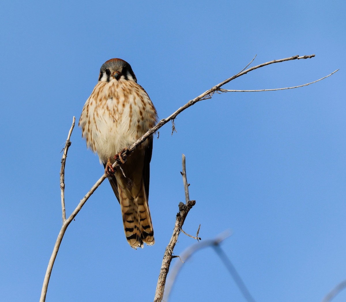 American Kestrel - ML646675550