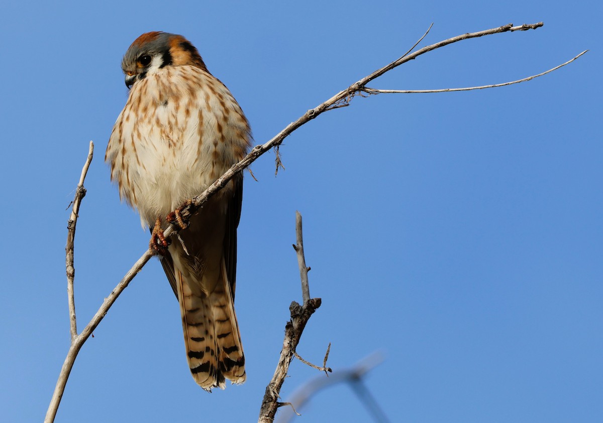 American Kestrel - ML646675551