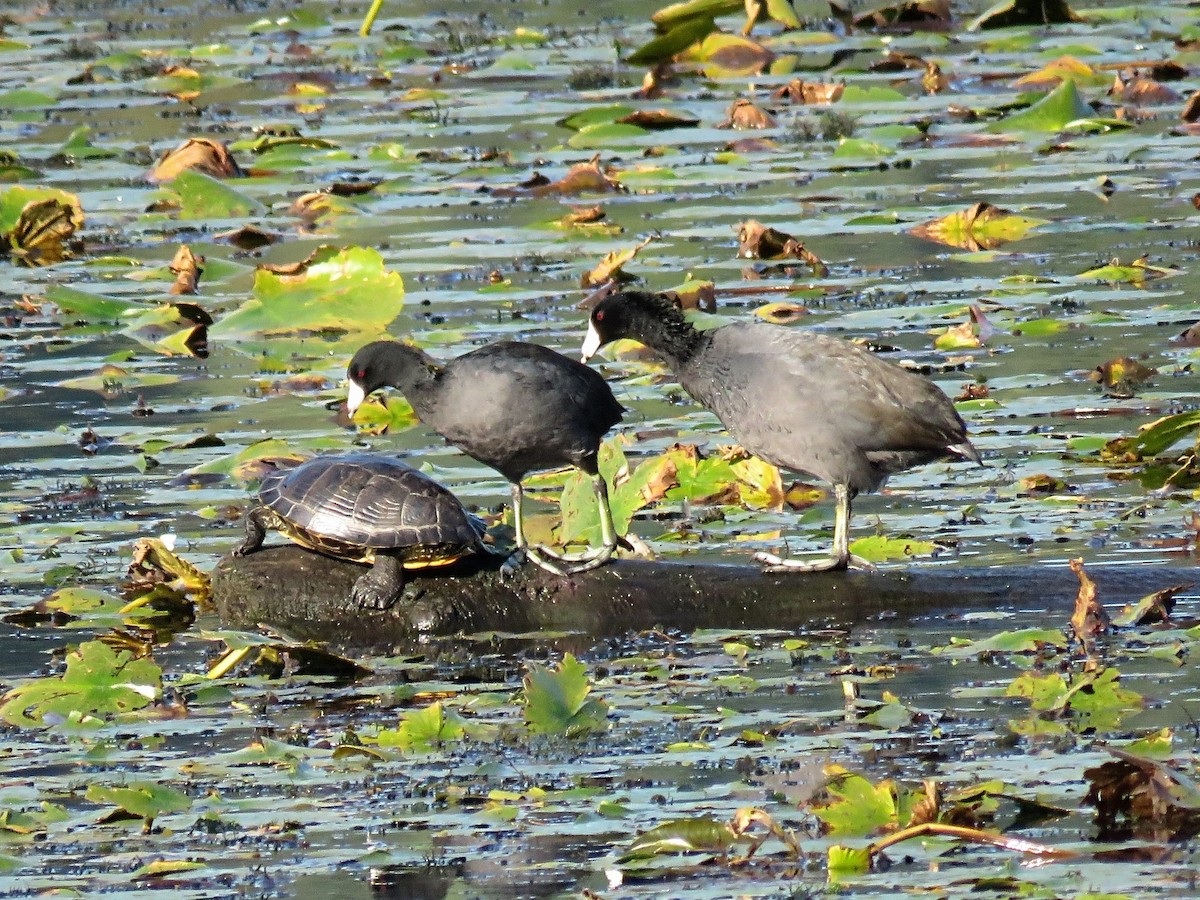 Focha Americana (Frentirroja) - ML646675553
