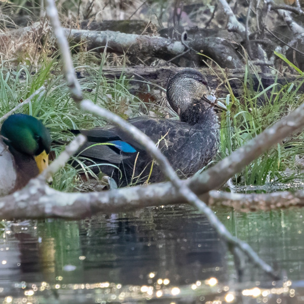 rødfotand - ML646675554