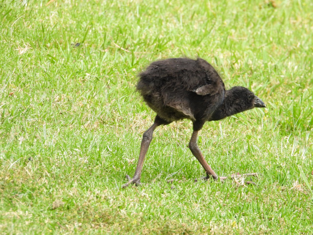Australasian Swamphen - ML646675557