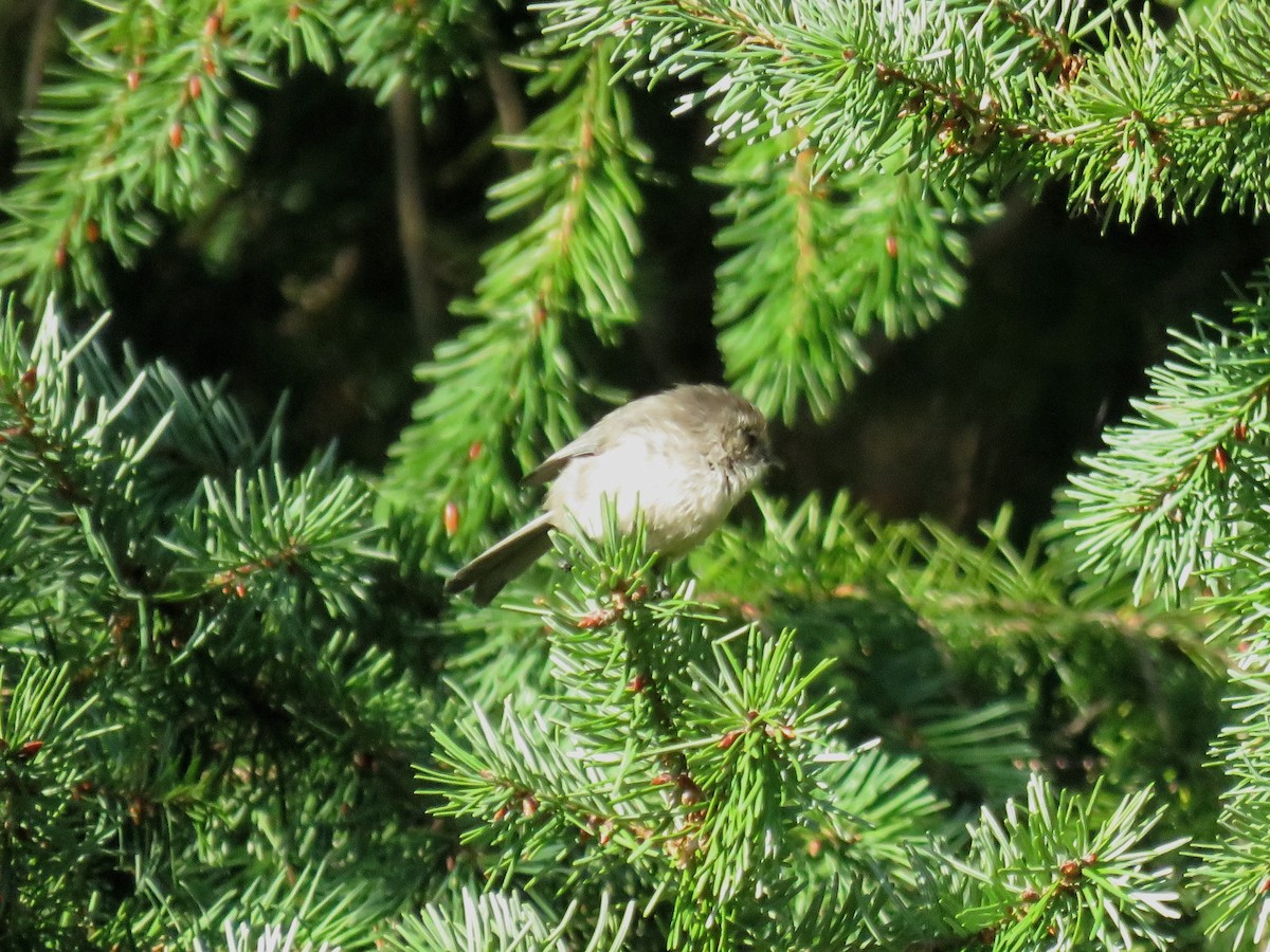 Bushtit (Pacific) - ML646675559