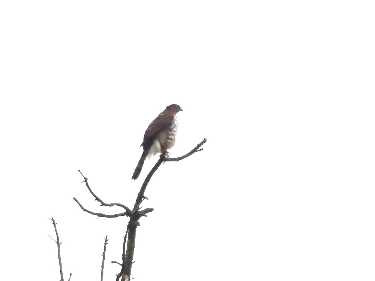 Cooper's Hawk - ML646675560