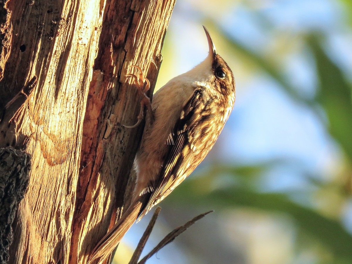 šoupálek americký - ML646675561