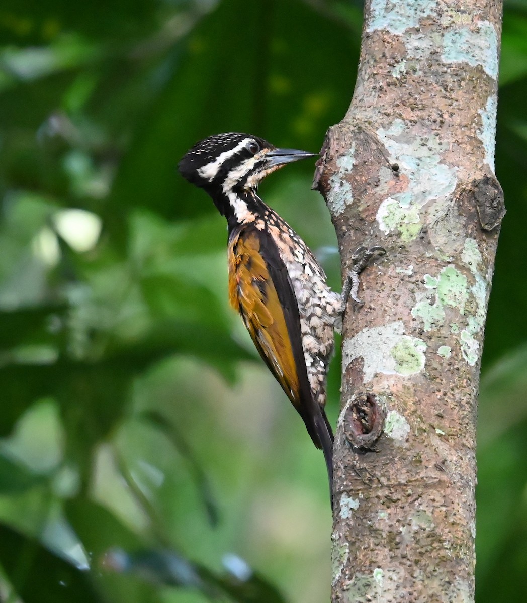 Common Flameback - ML646675566