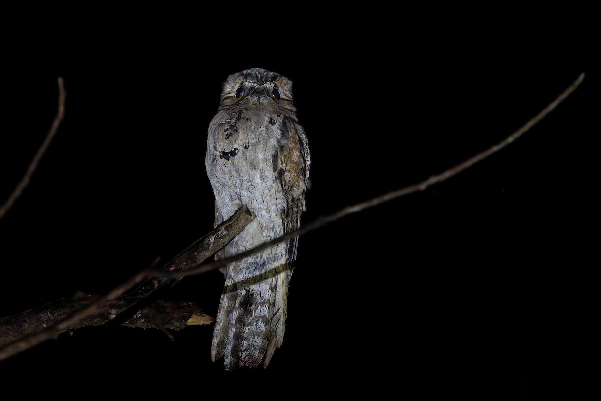 Mexikotagschläfer - ML646675567