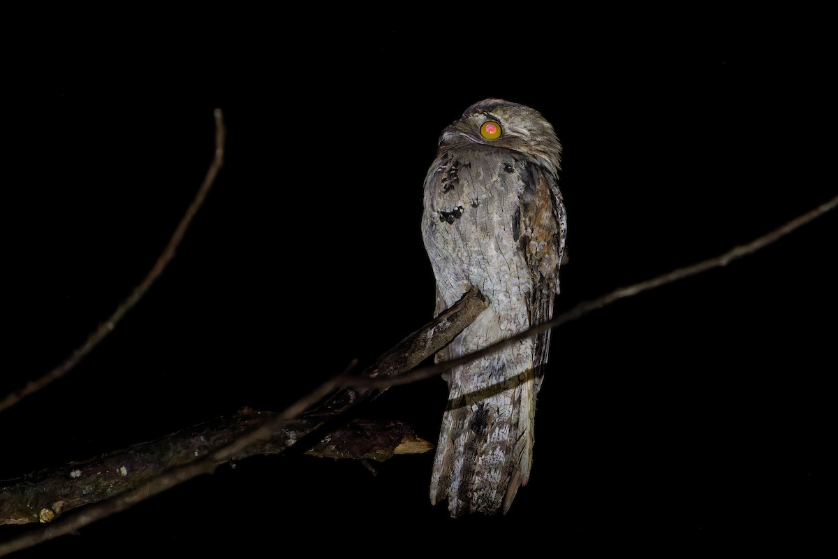 Mexikotagschläfer - ML646675573