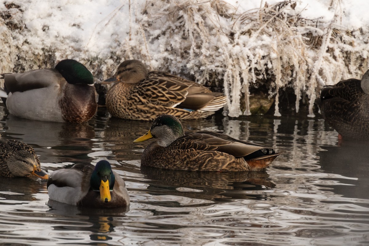 Mallard x American Black Duck (hybrid) - ML646675576