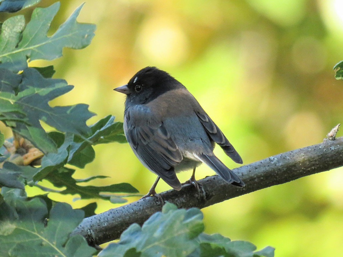 strnadec zimní [skupina oreganus] - ML646675577