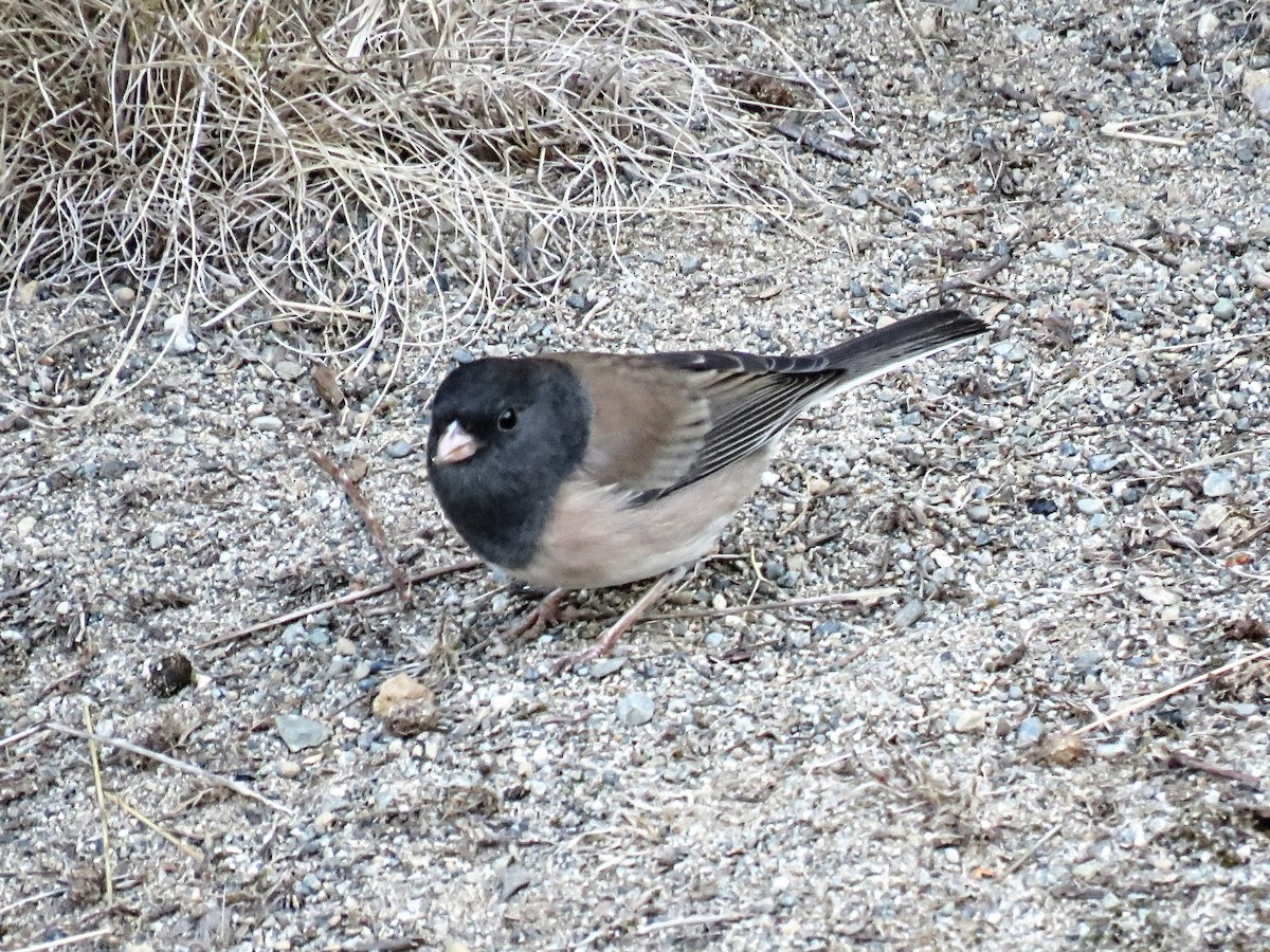 strnadec zimní [skupina oreganus] - ML646675578