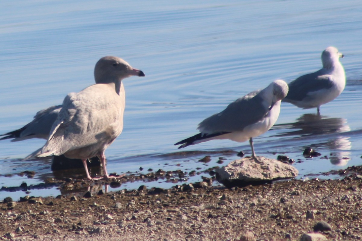 Ipar-kaioa - ML646675587