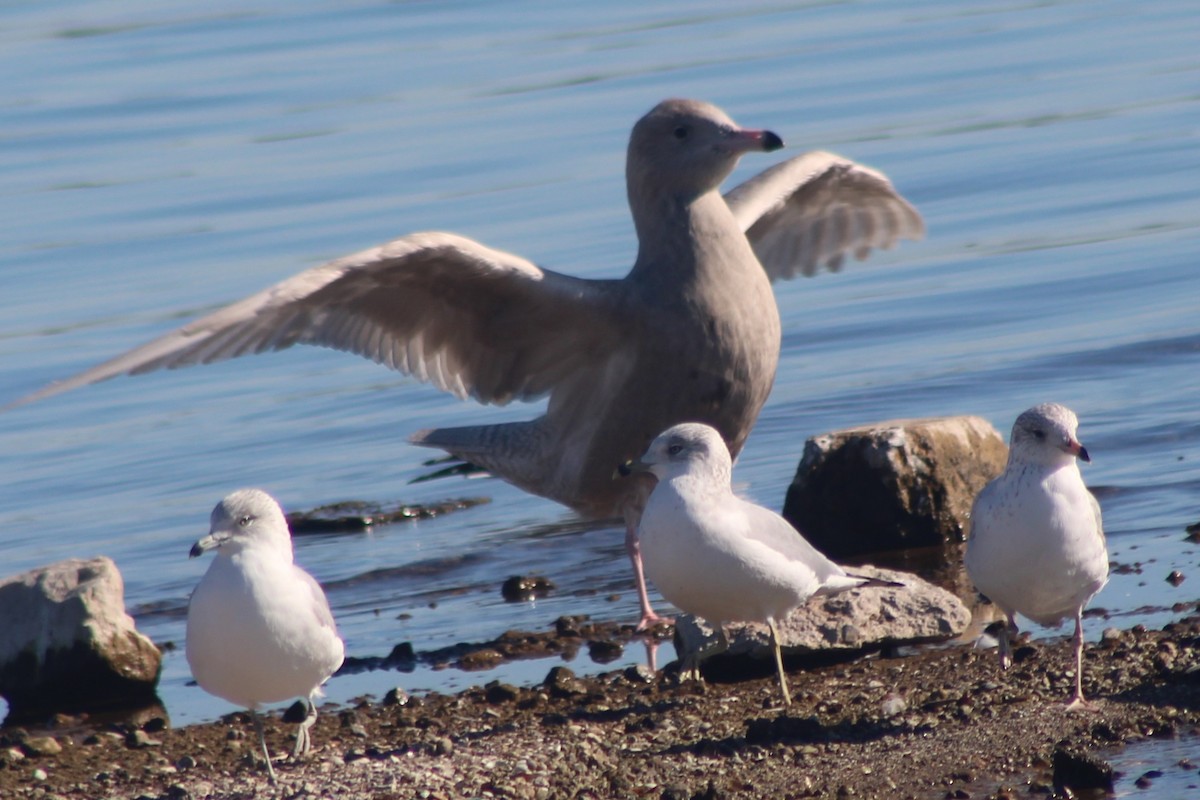 Ipar-kaioa - ML646675588