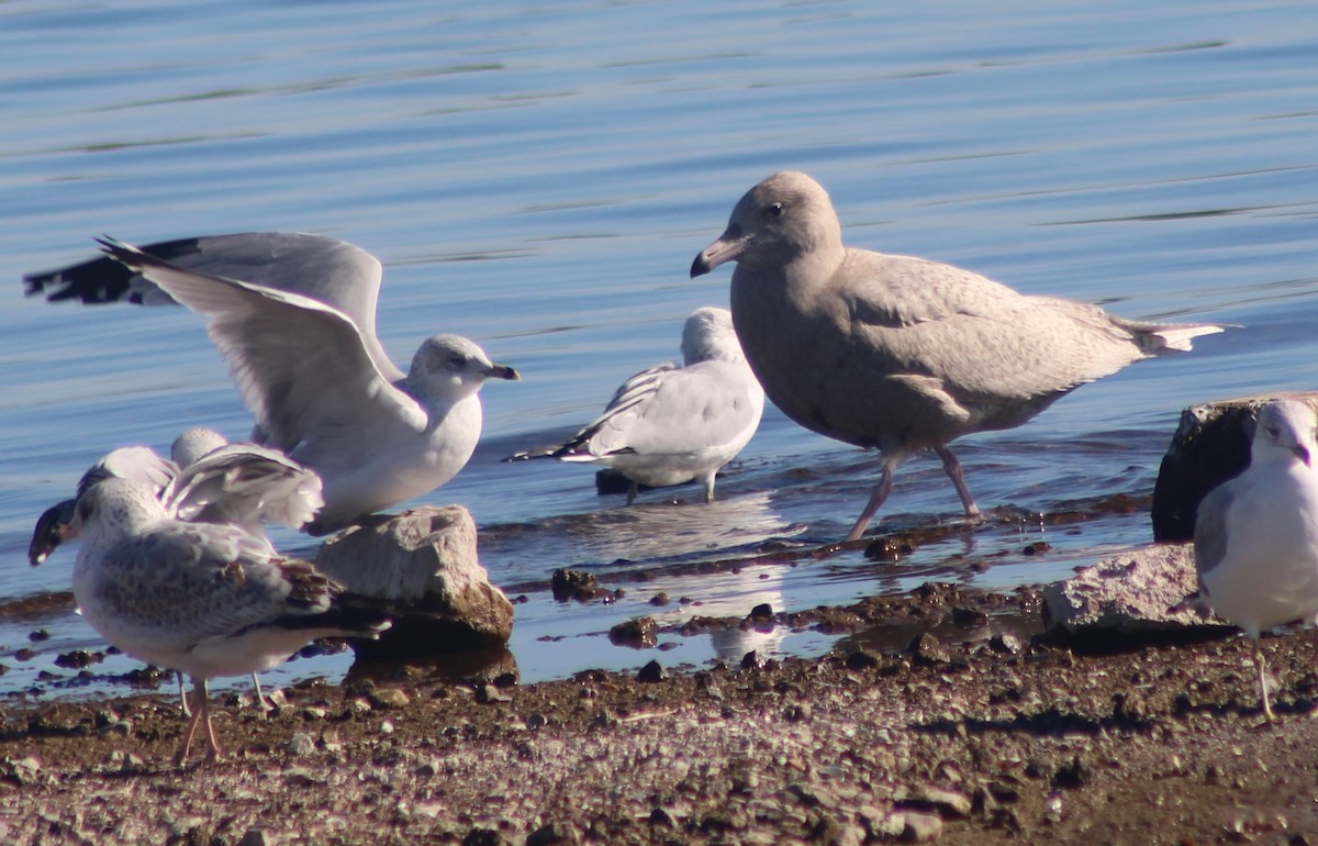 Ipar-kaioa - ML646675589