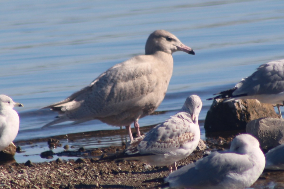 Ipar-kaioa - ML646675590