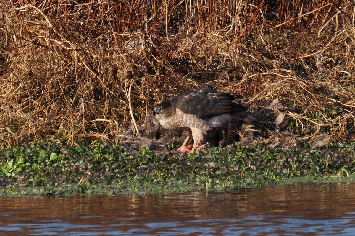 Cooper's Hawk - ML646675591