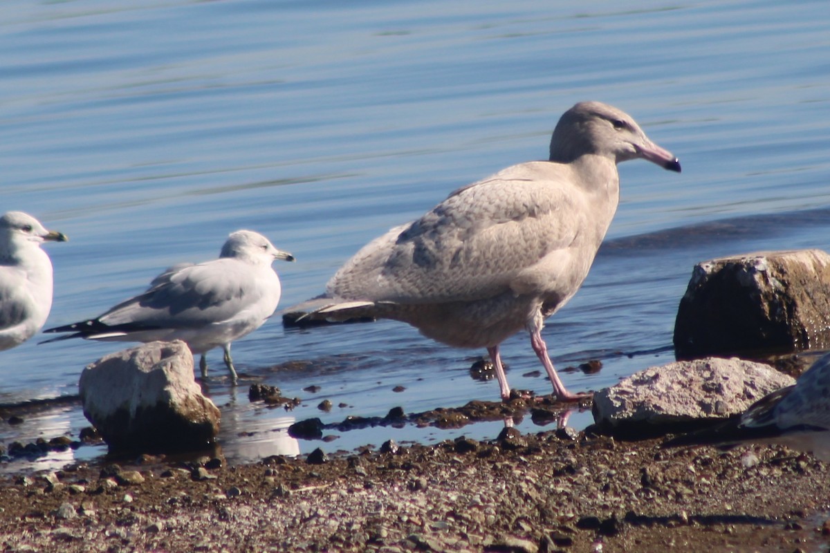 Ipar-kaioa - ML646675592