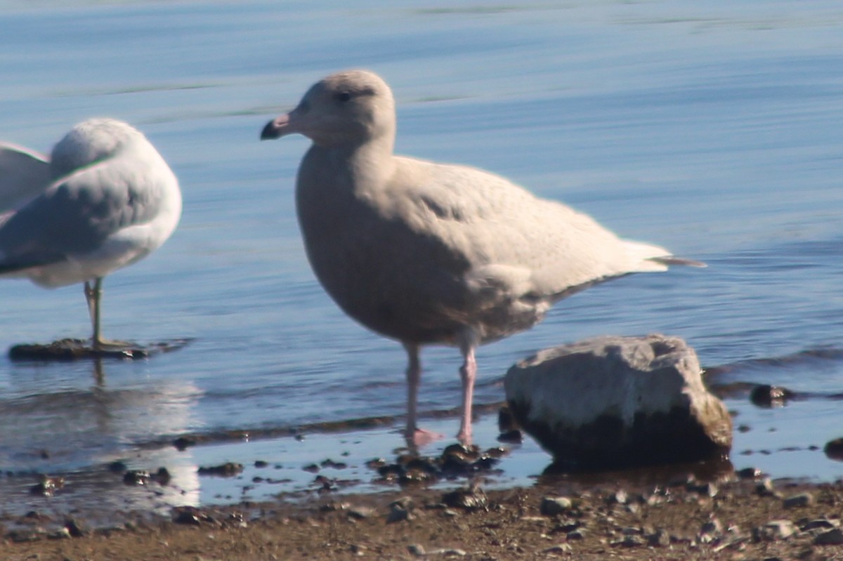 Ipar-kaioa - ML646675593