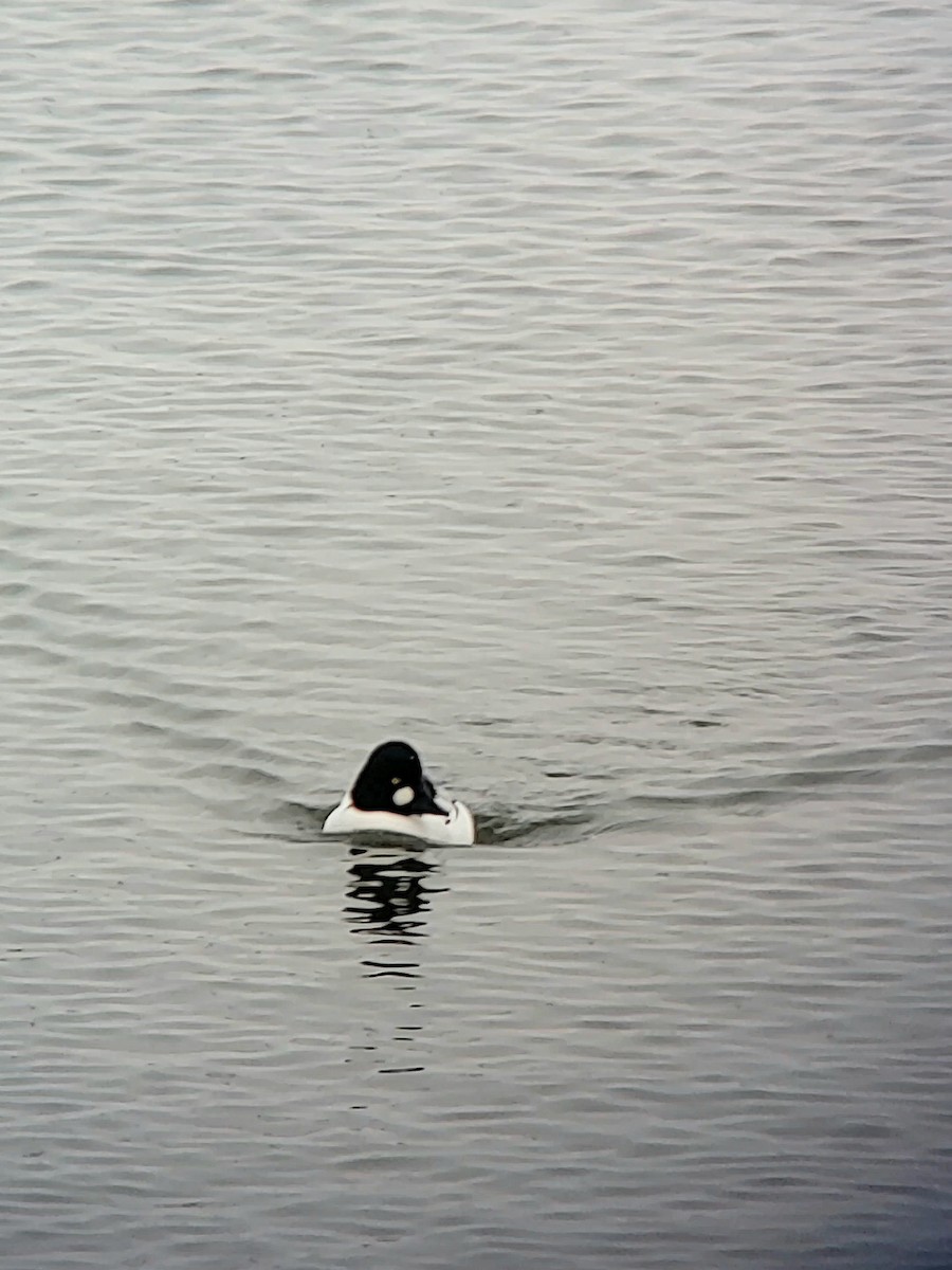 Quattrocchi - ML646675594