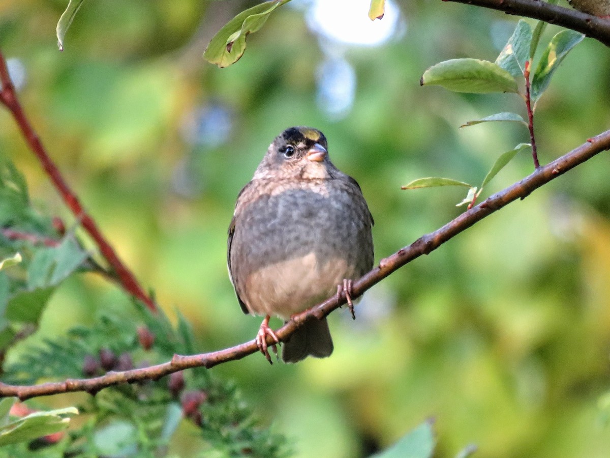 Golden-crowned Sparrow - ML646675598