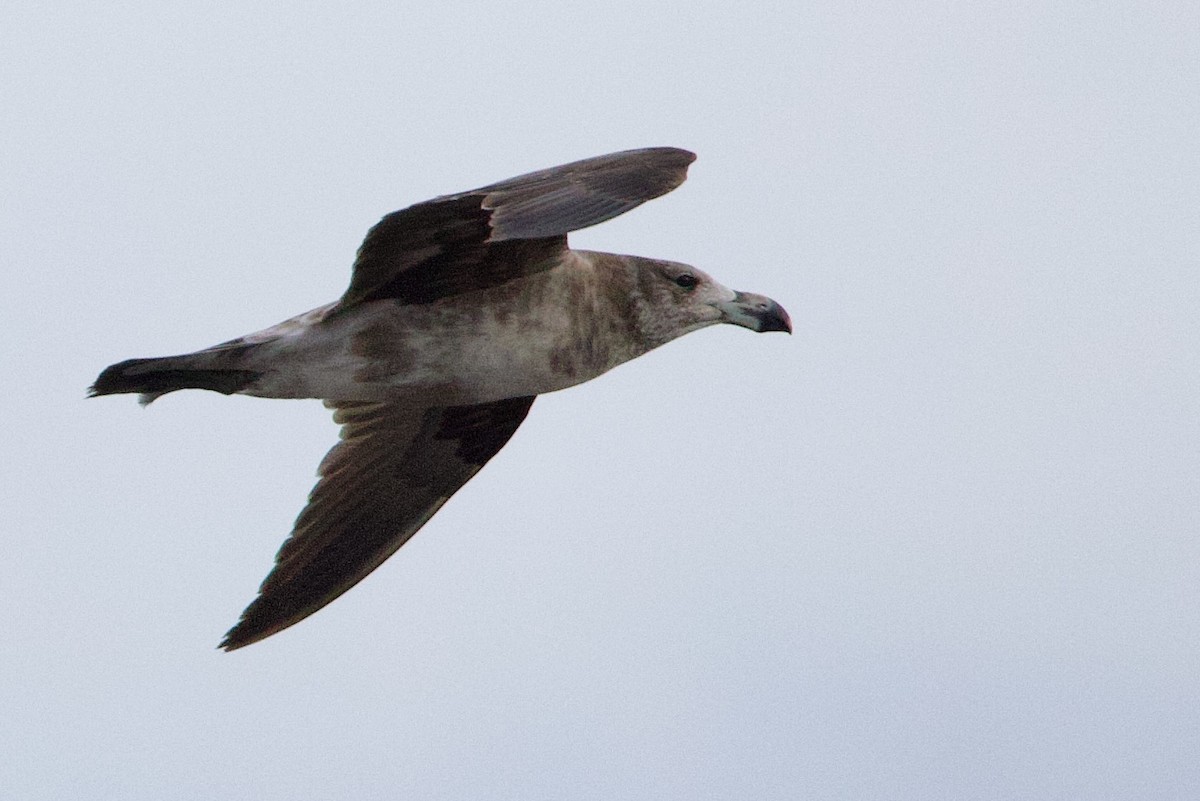 Pacific Gull - ML646675601