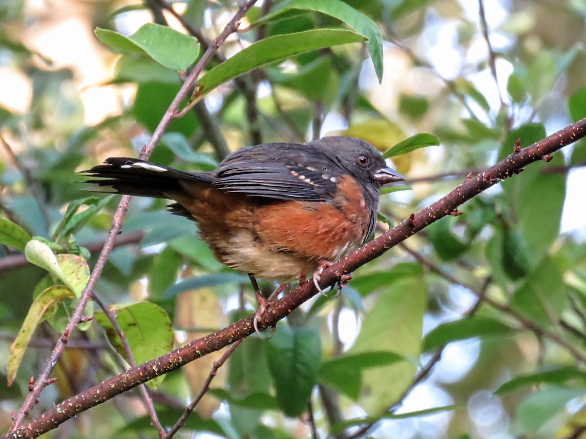Spotted Towhee (oregonus Group) - ML646675602