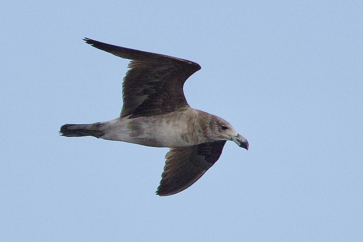 Pacific Gull - ML646675604