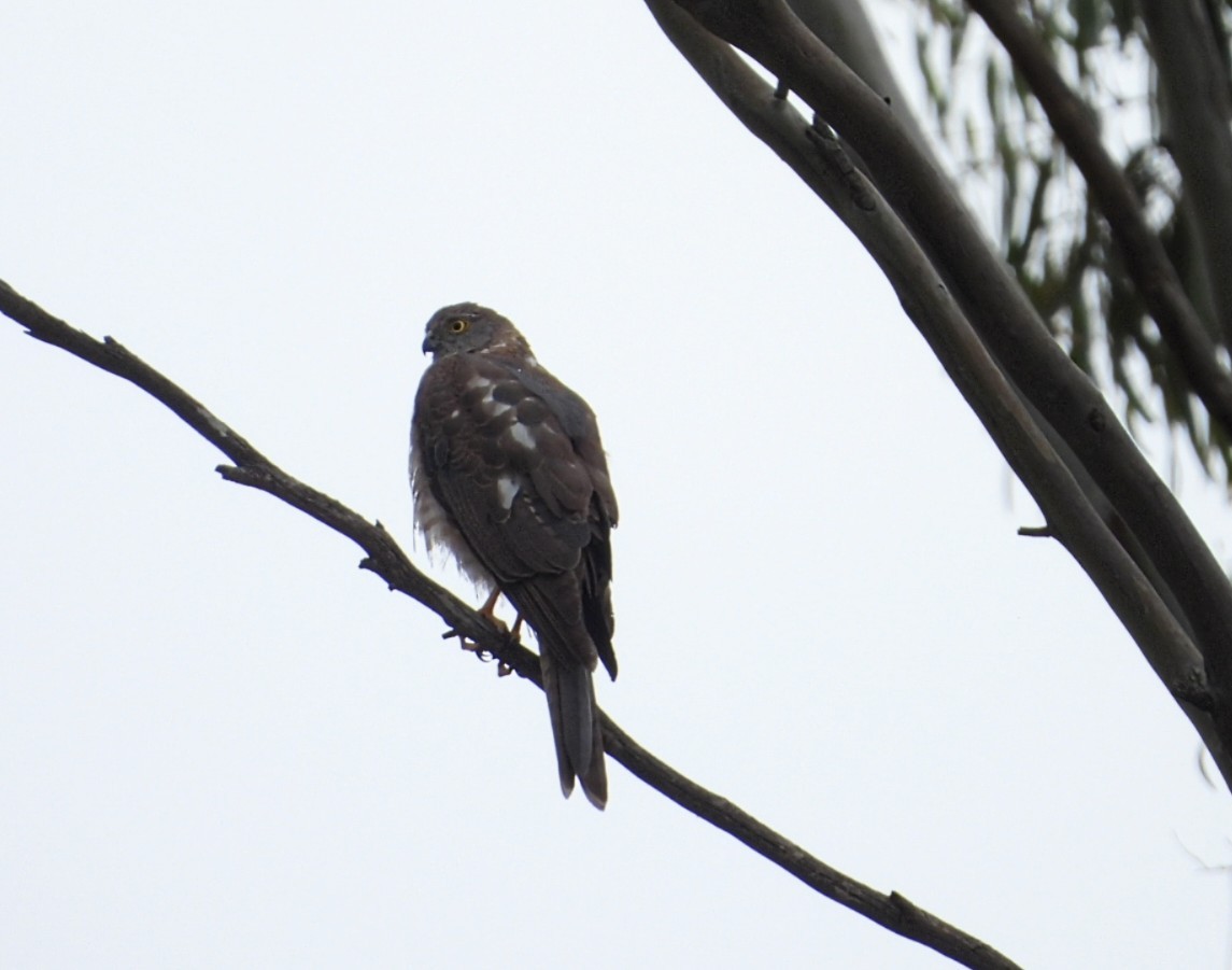 Collared Sparrowhawk - ML646675606
