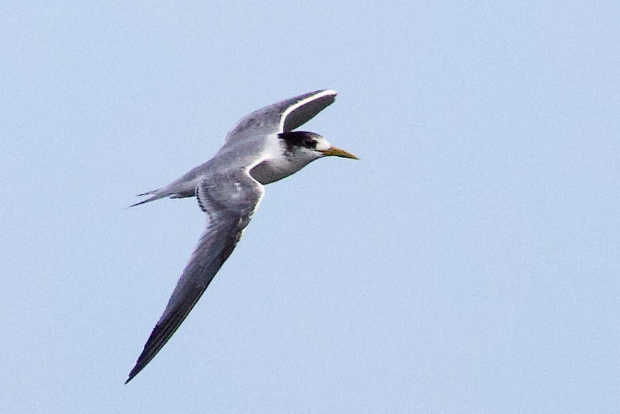 Great Crested Tern - ML646675608