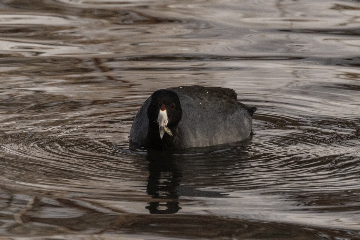 Focha Americana (Frentirroja) - ML646675609
