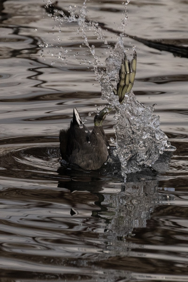 Focha Americana (Frentirroja) - ML646675610