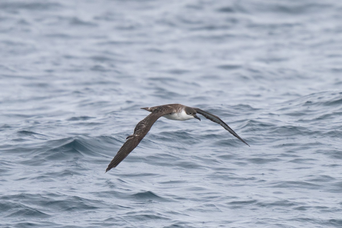 Puffin majeur - ML646675611