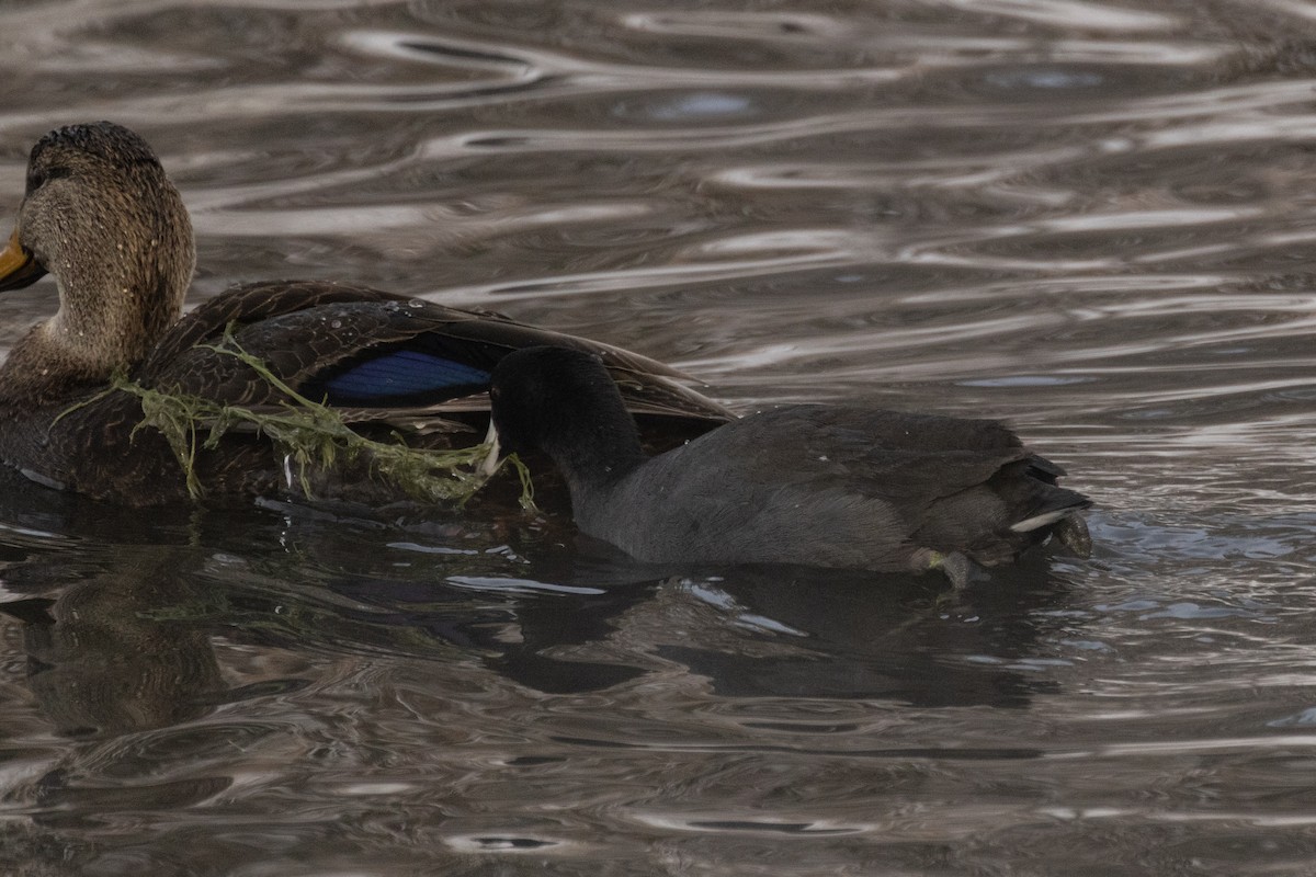 Focha Americana (Frentirroja) - ML646675612