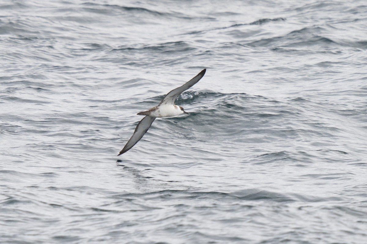 Puffin majeur - ML646675613