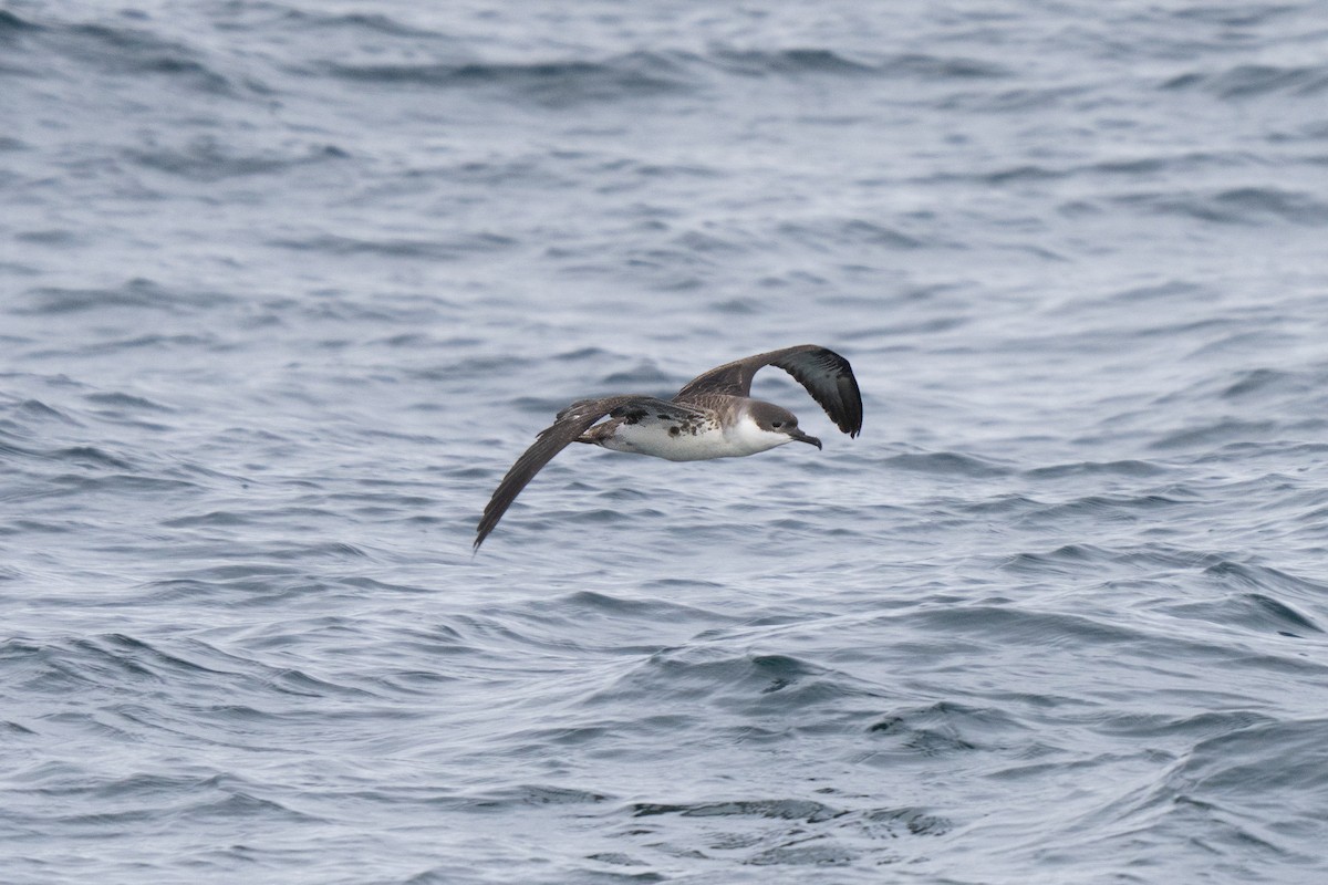 Puffin majeur - ML646675614