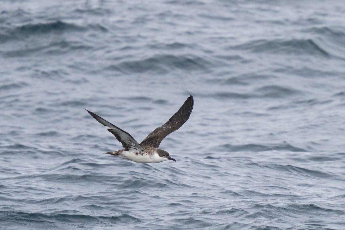 Puffin majeur - ML646675615