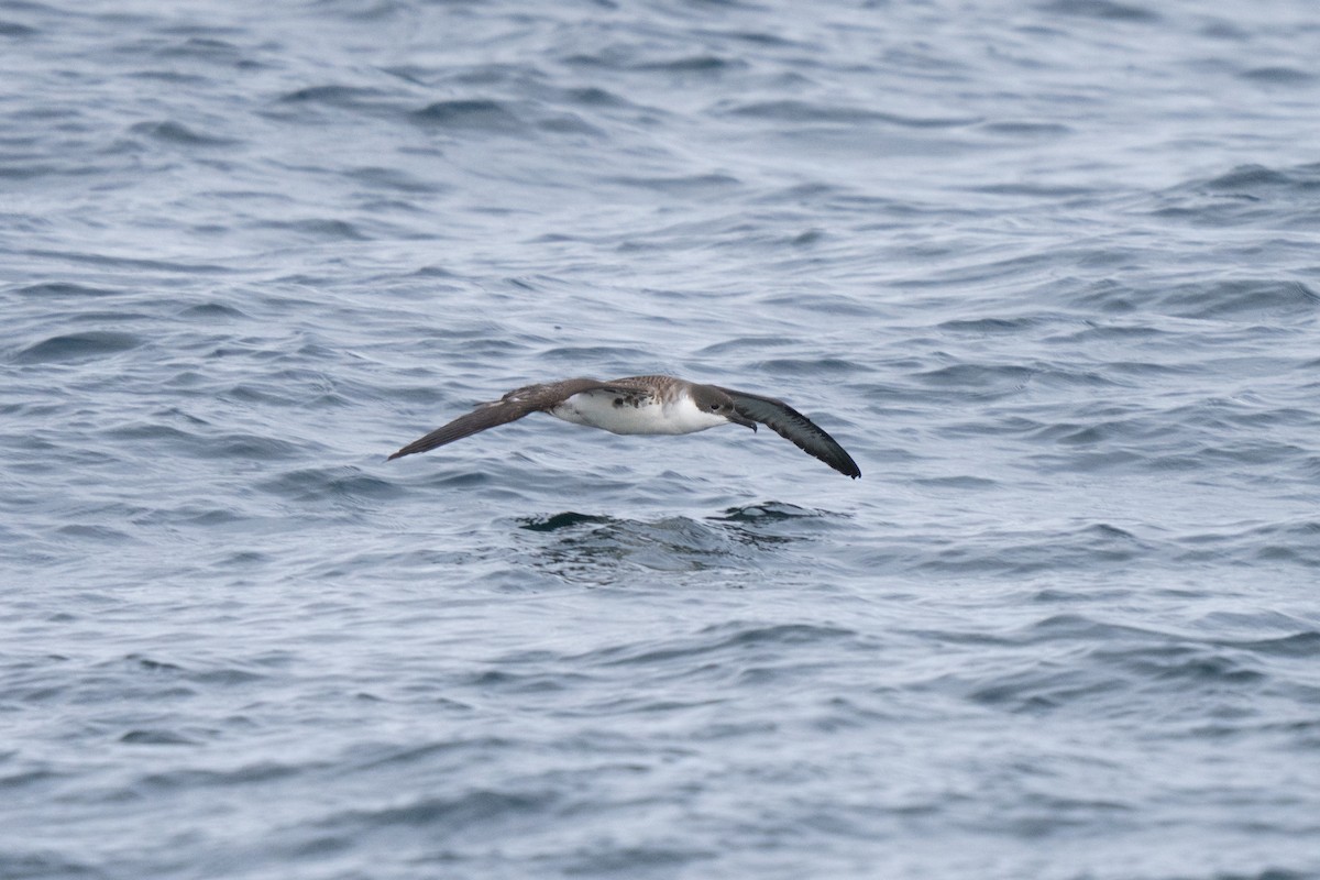 Puffin majeur - ML646675616