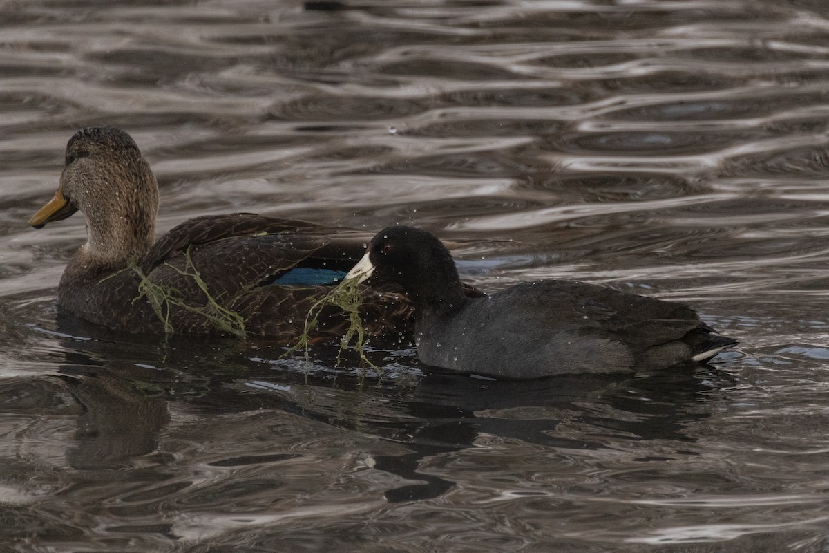 Focha Americana (Frentirroja) - ML646675617