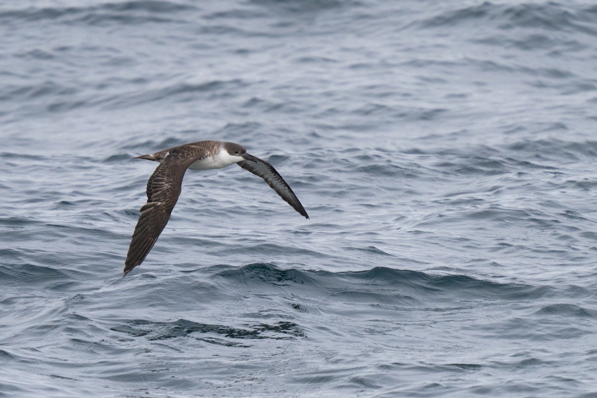 Puffin majeur - ML646675618