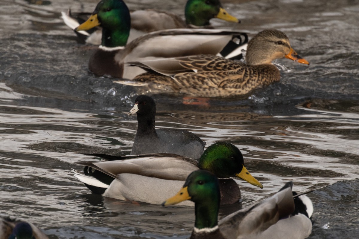 Focha Americana (Frentirroja) - ML646675619