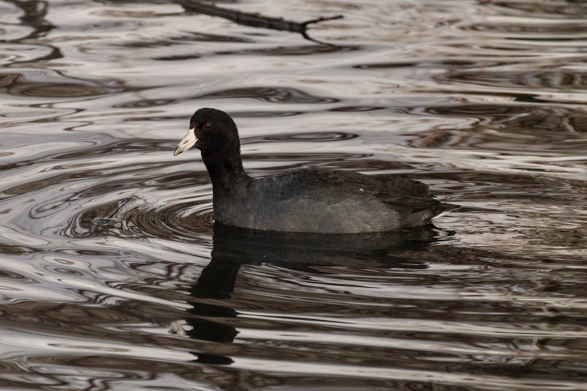 Focha Americana (Frentirroja) - ML646675620