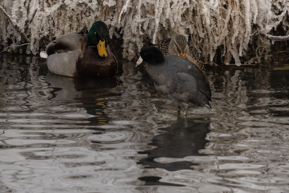 Focha Americana (Frentirroja) - ML646675621