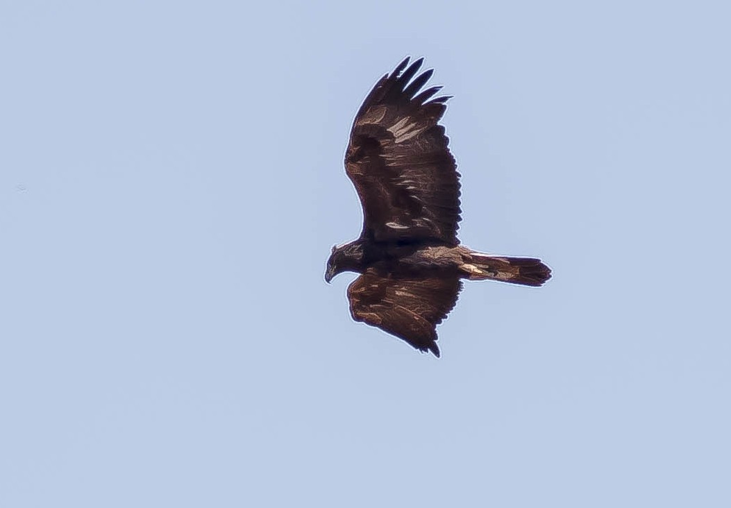 Golden Eagle - ML646675622