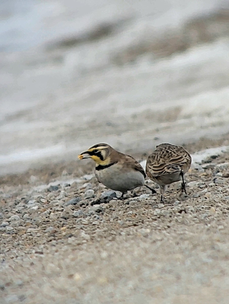 Horned Lark - ML646675624