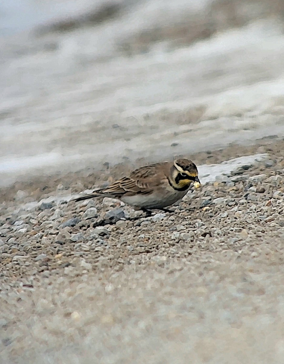 Horned Lark - ML646675625