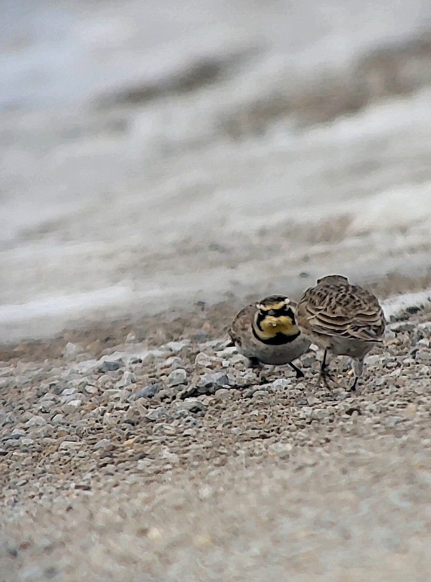 Horned Lark - ML646675626