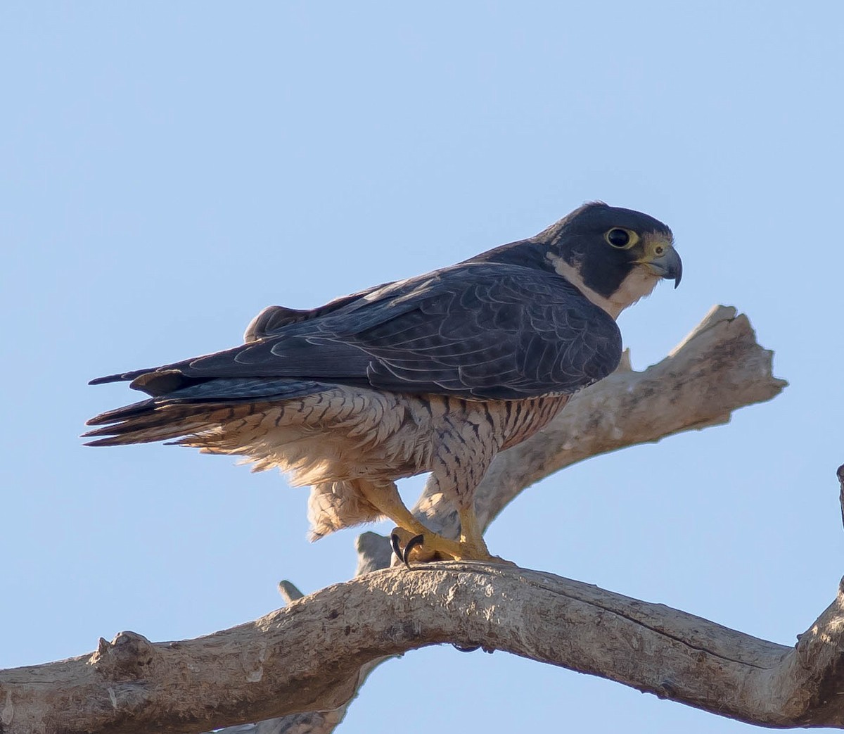 遊隼 - ML646675627