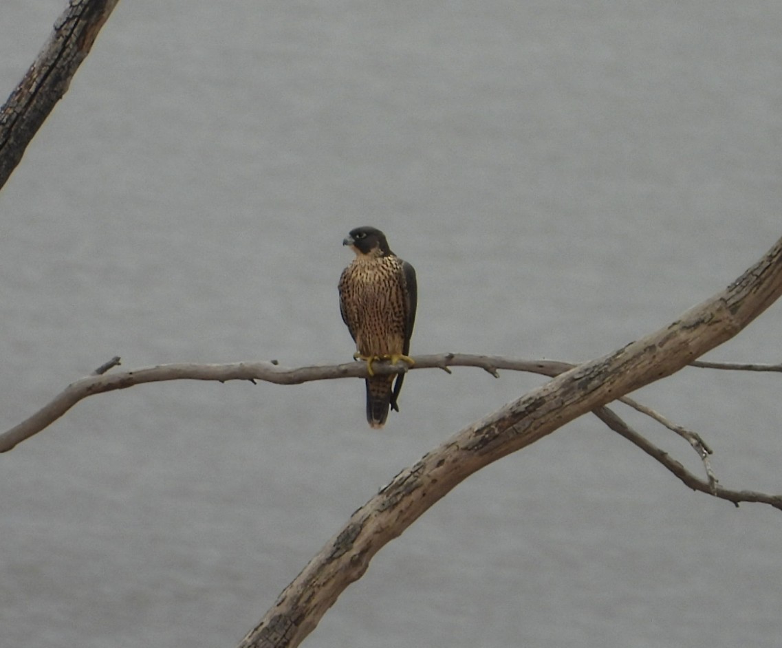 遊隼 - ML646675631