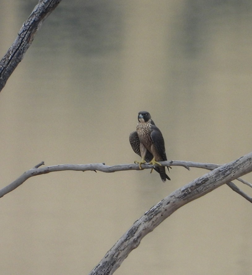 遊隼 - ML646675638