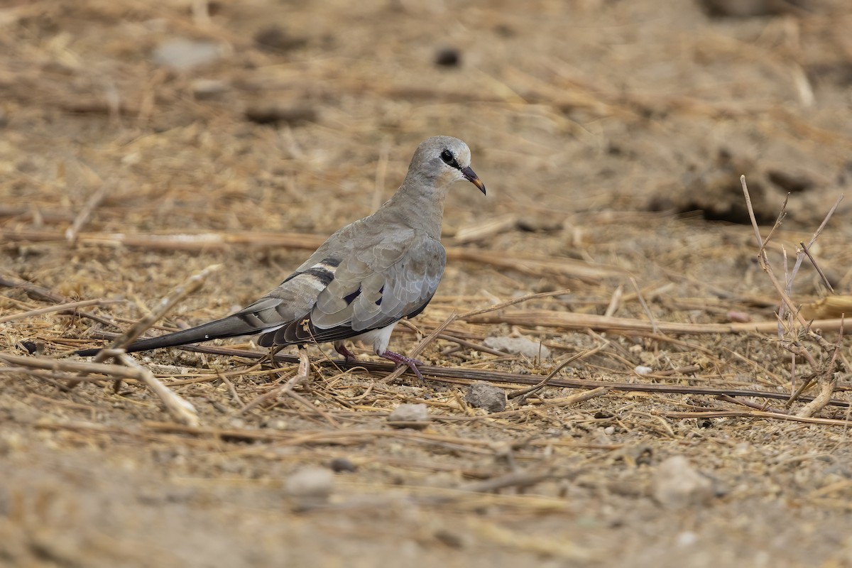 Namaqua Dove - ML646675639
